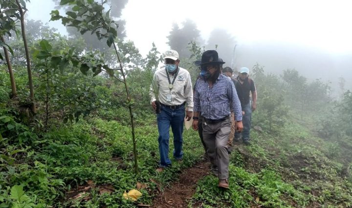 INAB incentivos forestales