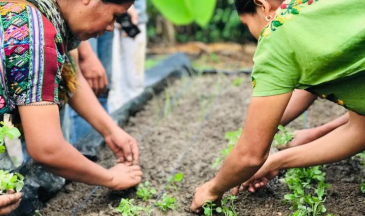 cafe barista Café Barista