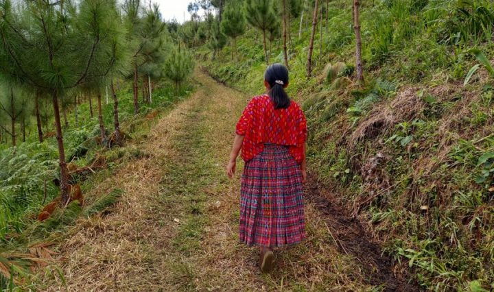 #PROBOSQUE #PINPEP INAB