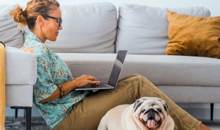 Consejos para crear una sala de informática amigable para tu mascota