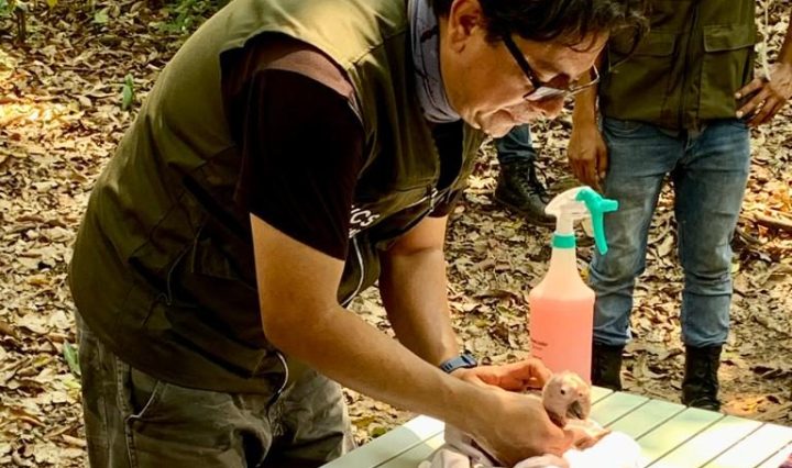 El proyecto es parte de una alianza entre Grupo AJE, Wildlife Conservation Society, (WCS) y otros donantes.