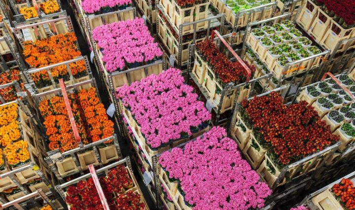 Foto SAF Mothers Day_Flowers