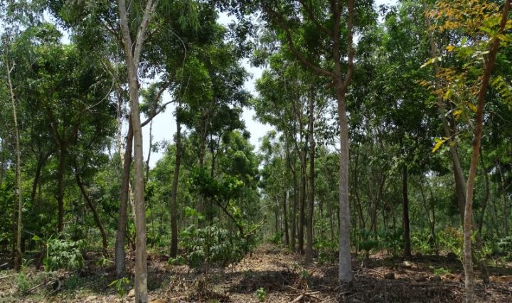 INCENTIVOS FORESTALES FORTALECEN LA ECONÓMIA NACIONAL CON PAGO DE PROYECTOS POR MÁS DE 70 MILLONES DE QUETZALES