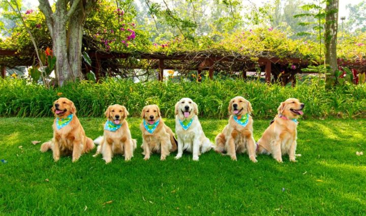 Equipo GUAU Señoriales Teletón