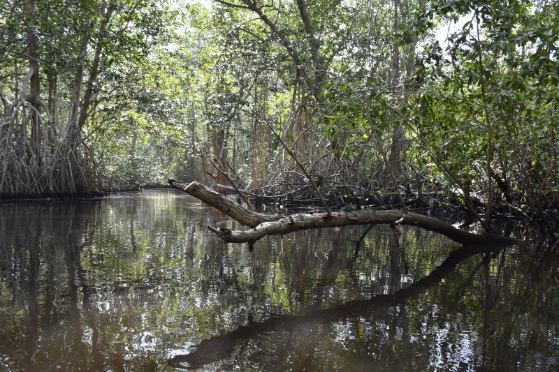 “El Mangle es Vida” Más bosques, más vida.