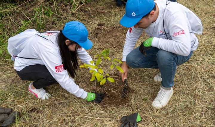 sistema coca-cola reforestación