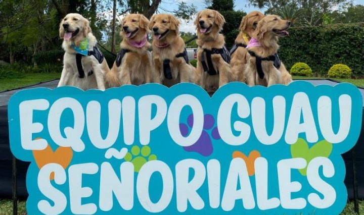 Equipo GUAU Señoriales: las estrellas caninas que dejan huella a en personas que necesitan apoyo emocional