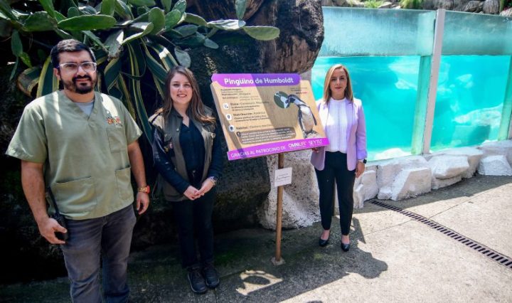 A través de un donativo, la compañía contribuye a la mejora de las condiciones de vida de los pingüinos, además de impulsar el valor educativo y turístico del Zoológico La Aurora, beneficiando a la comunidad y al medio ambiente.