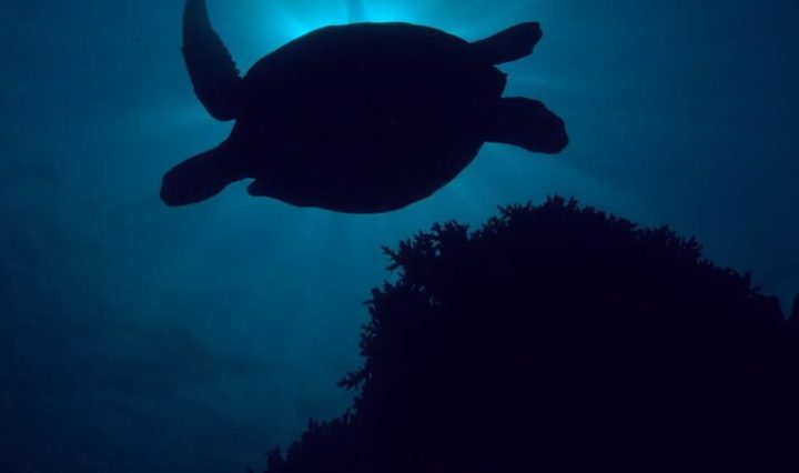 La empresa de tecnología revoluciona la industria tecnológica al incorporar plástico reciclado de océanos en sus productos y liderar iniciativas de voluntariado para proteger nuestros mares