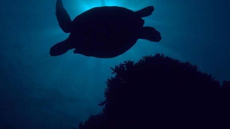 La empresa de tecnología revoluciona la industria tecnológica al incorporar plástico reciclado de océanos en sus productos y liderar iniciativas de voluntariado para proteger nuestros mares