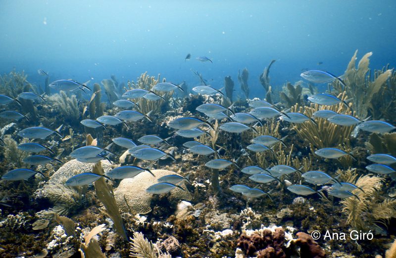 Buenas noticias para el Arrecife Mesoamericano: una mejora en su salud tras cinco años, aunque la calificación sigue siendo 'mala'