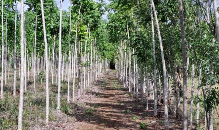 INAB BENEFICIÓ A 928 FAMILIAS