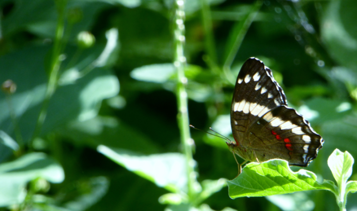 COP29: un compromiso urgente para enfrentar la crisis climática global ACCH estará presente en la COP29 para conocer acciones específicas para Centroamérica ante la crisis climática.