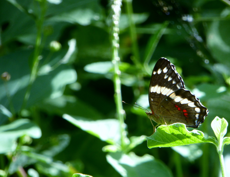 COP29: un compromiso urgente para enfrentar la crisis climática global ACCH estará presente en la COP29 para conocer acciones específicas para Centroamérica ante la crisis climática.