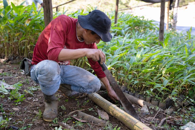 CARDEX mantiene estrechas relaciones laborales con los productores de cardamomo en el país