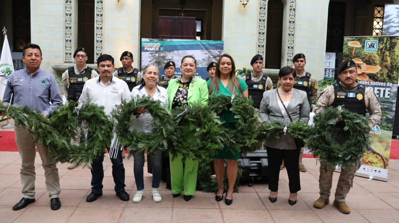 “Campaña Nacional de Control y Conservación del Pinabete, Temporada Navideña 2024”