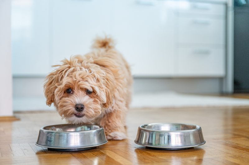 Dog Chow revela seis formas de hacer la hora de la comida más emocionante para las mascotas