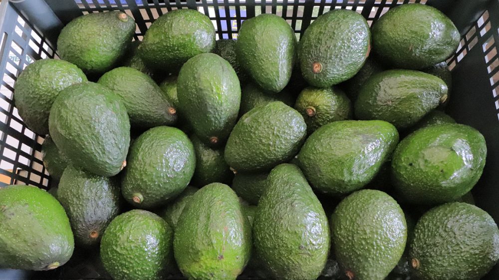 Aguacate-Hass-podra-ingresar-a-los-Estados-Unidos-de-America5