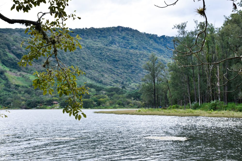 El pino-humedales-agua-laguna-paisajes-bosque (8)
