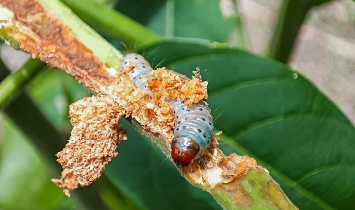 Polilla barrenadora inab