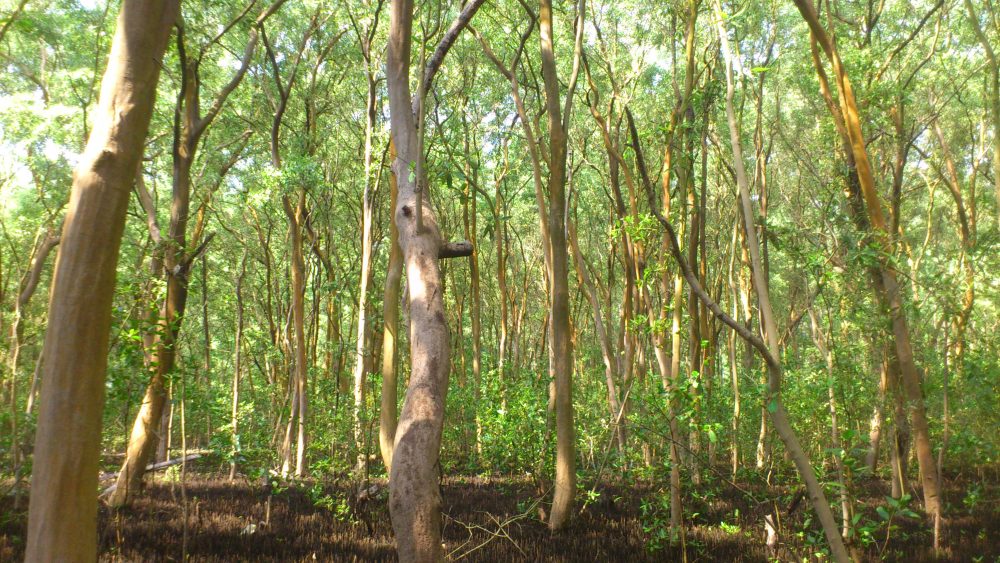 Bosque de Mangle negro, El Pulgatorio, Tilapa, La Blanca inab