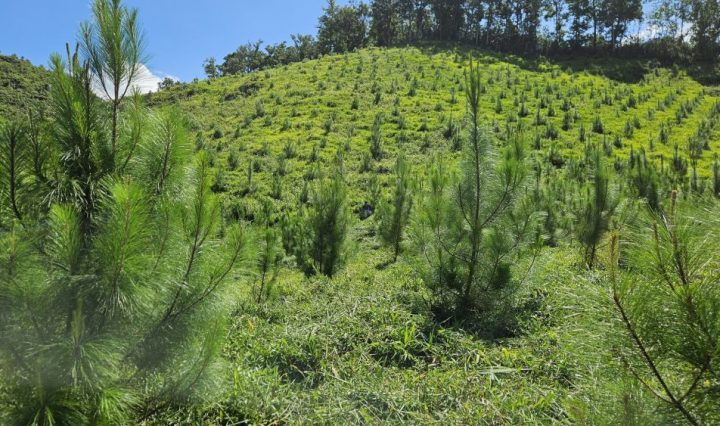 INAB celebra el día mundial del árbol