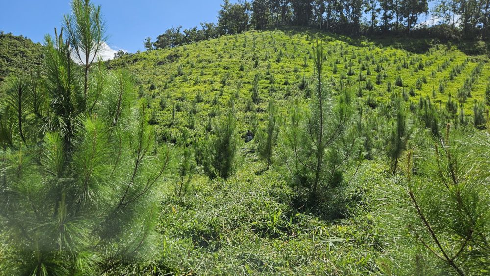 INAB celebra el día mundial del árbol