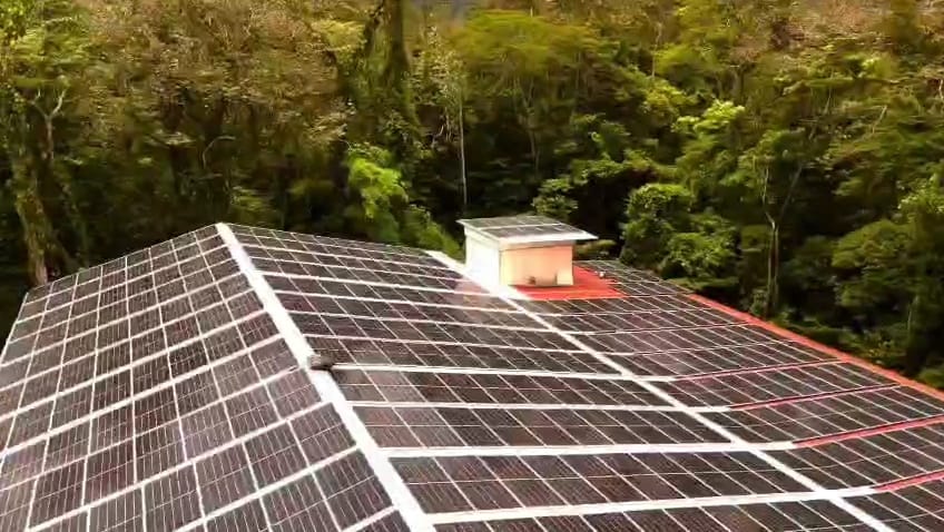 Planta de Costa Rica Reinerstrom