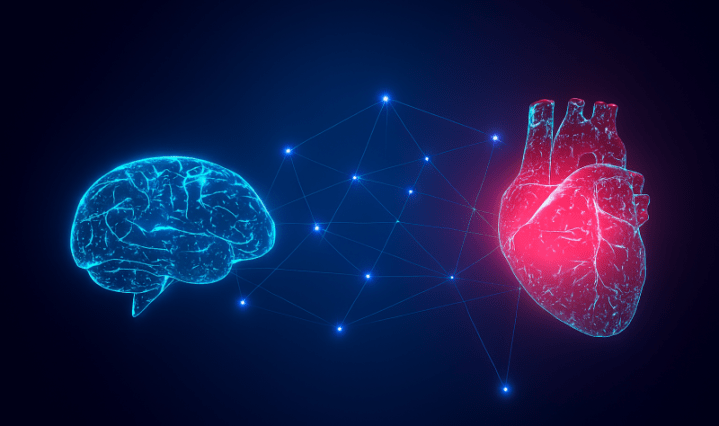 La conexión entre el cerebro y el corazón Experto de Mayo Clinic explica este poderoso vínculo que funciona en ambas direcciones
