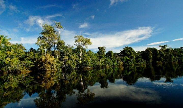 Más de 940 millones de hectáreas en riesgo: FSC Latinoamérica impulsa soluciones para proteger los bosques y el futuro de la región.