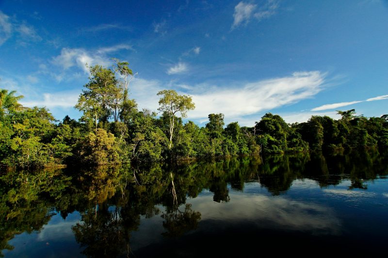 Más de 940 millones de hectáreas en riesgo: FSC Latinoamérica impulsa soluciones para proteger los bosques y el futuro de la región.