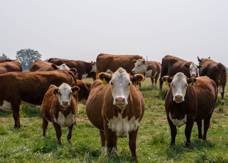 Expertos destacan la importancia de la inocuidad de la carne de res para proteger el medio ambiente y promover el bienestar animal