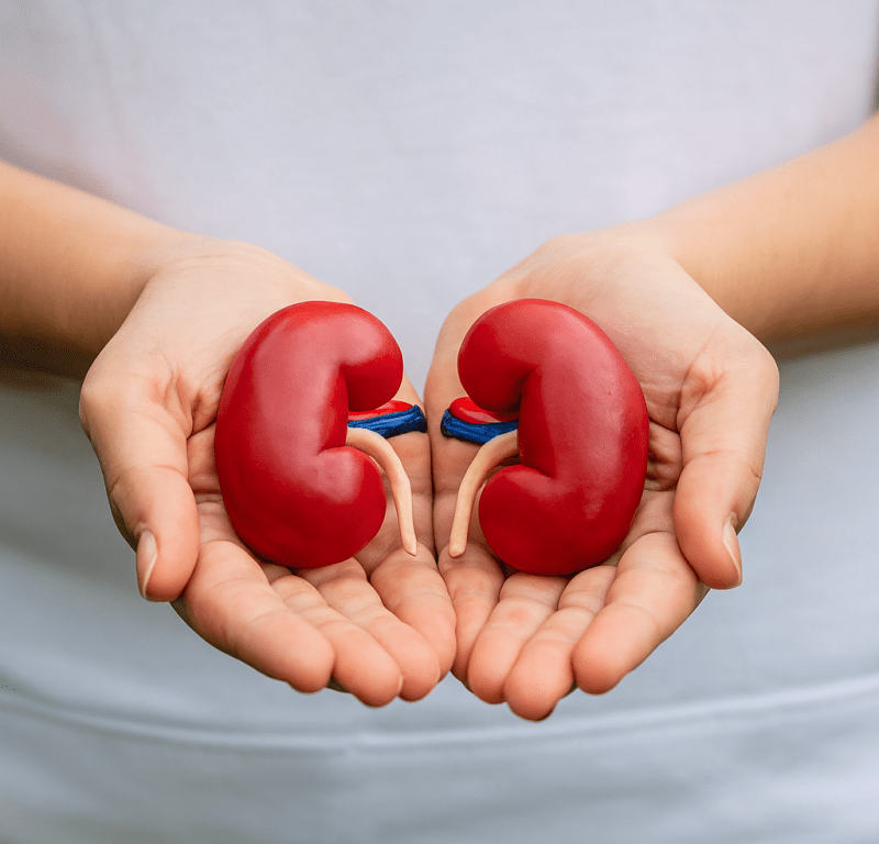 Expertos de Mayo Clinic desmitifican 5 mitos sobre la donación de riñones en vida