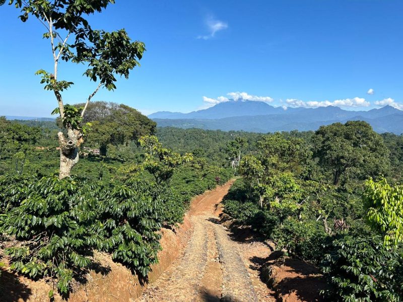 Calidad a gran escala: Finca Hojarales de Guatemala se distingue entre la élite mundial del café