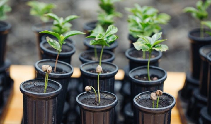 Starbucks llega a 100 millones de árboles de café donados a agricultores para apoyar el futuro del café