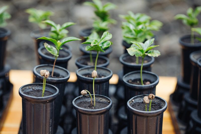 Starbucks llega a 100 millones de árboles de café donados a agricultores para apoyar el futuro del café