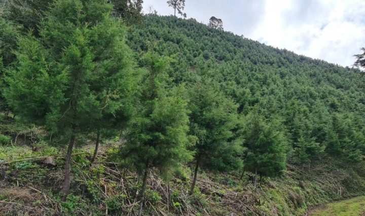 MÁS DE 7 MIL FAMILIAS BENEFICIADAS CON EL PRIMER PAGO DE INCENTIVOS FORESTALES DEL INAB
