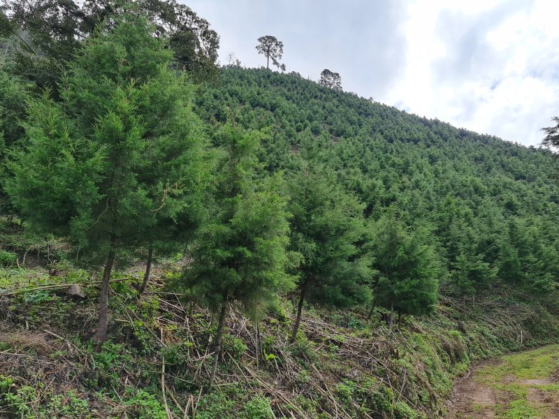 MÁS DE 7 MIL FAMILIAS BENEFICIADAS CON EL PRIMER PAGO DE INCENTIVOS FORESTALES DEL INAB