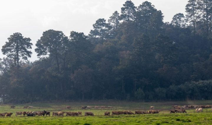 Pasajinak reafirma su compromiso con la pureza en la producción de lácteos