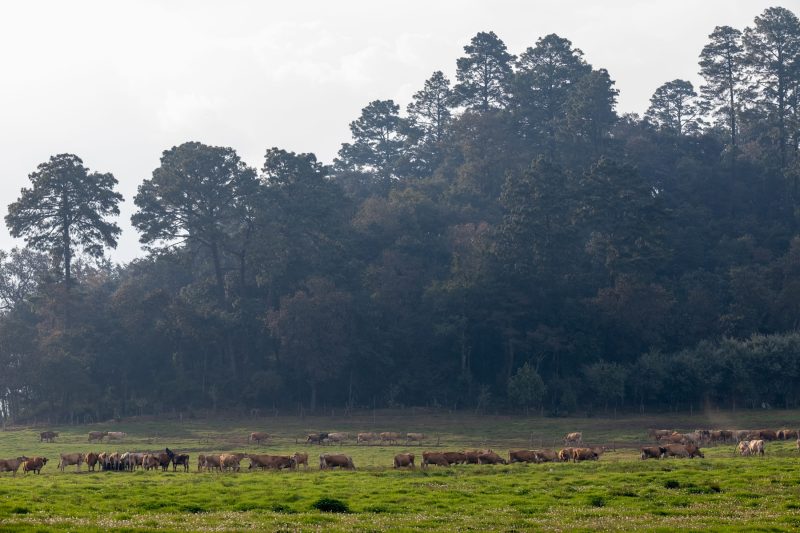 Pasajinak reafirma su compromiso con la pureza en la producción de lácteos