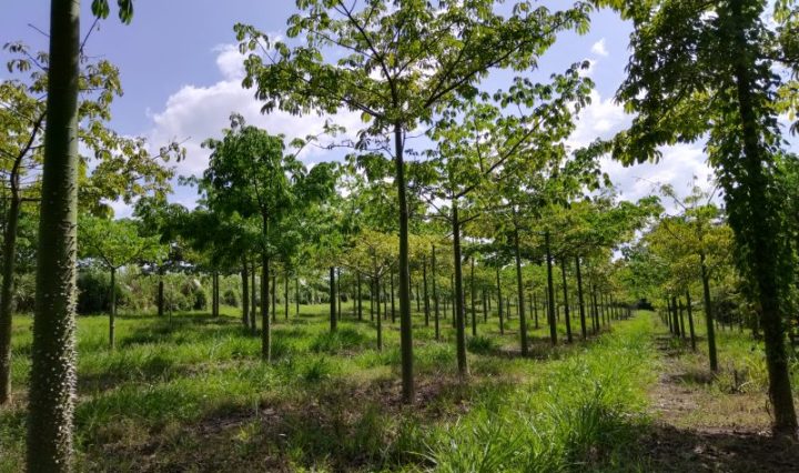 INAB DESTACA LA IMPORTANCIA DE CONSERVAR LA CEIBA, ÁRBOL NACIONAL.