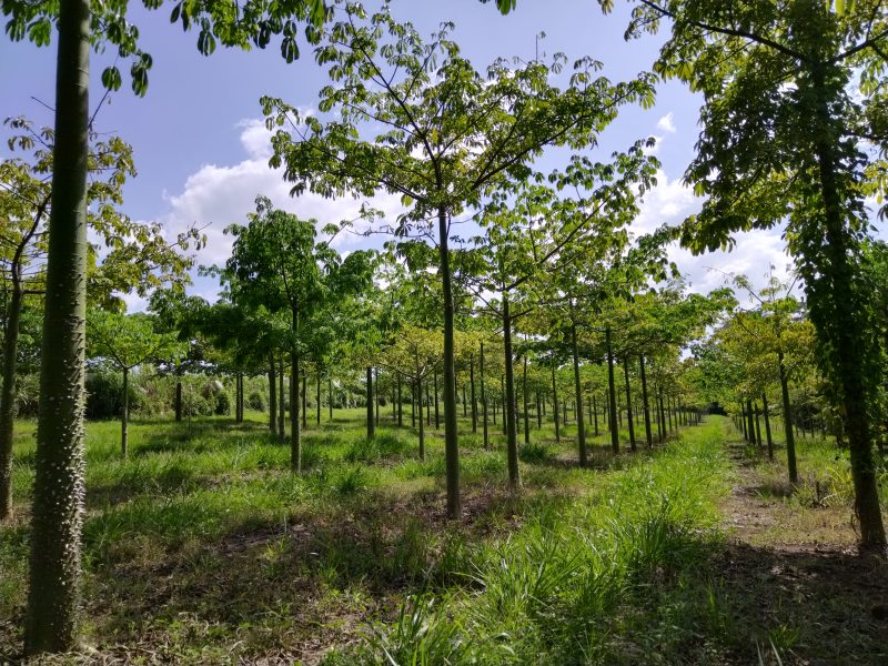 INAB DESTACA LA IMPORTANCIA DE CONSERVAR LA CEIBA, ÁRBOL NACIONAL.