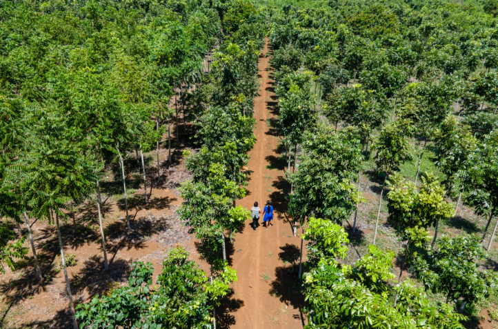 INAB CONCRETA SEGUNDO PAGO DE INCENTIVOS FORESTALES Y FORTALECE ECONOMÍAS LOCALES.