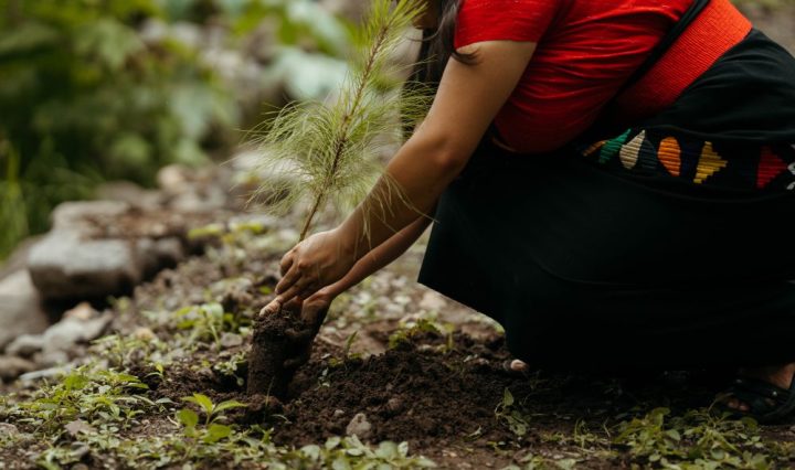 Donativos Ambientales Ford (3)