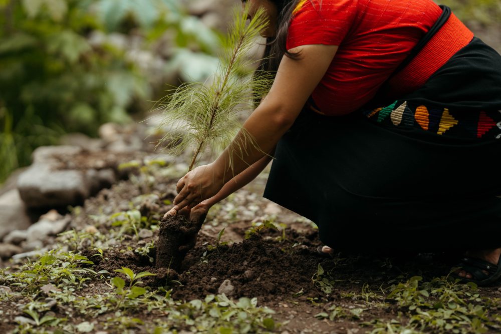 Donativos Ambientales Ford (3)
