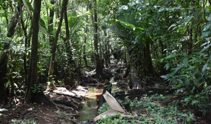 INAB APORTA A LA ECONOMIA RURAL GUATEMALTECA MÁS DE 85 MILLONES DE QUETZALES