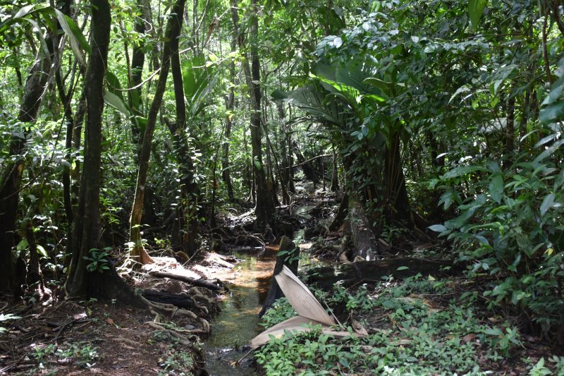 INAB APORTA A LA ECONOMIA RURAL GUATEMALTECA MÁS DE 85 MILLONES DE QUETZALES