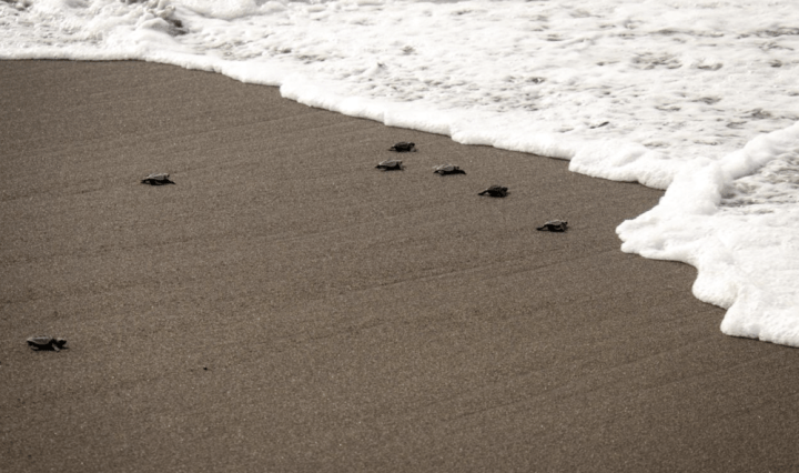 Liberación Tortugas oceana