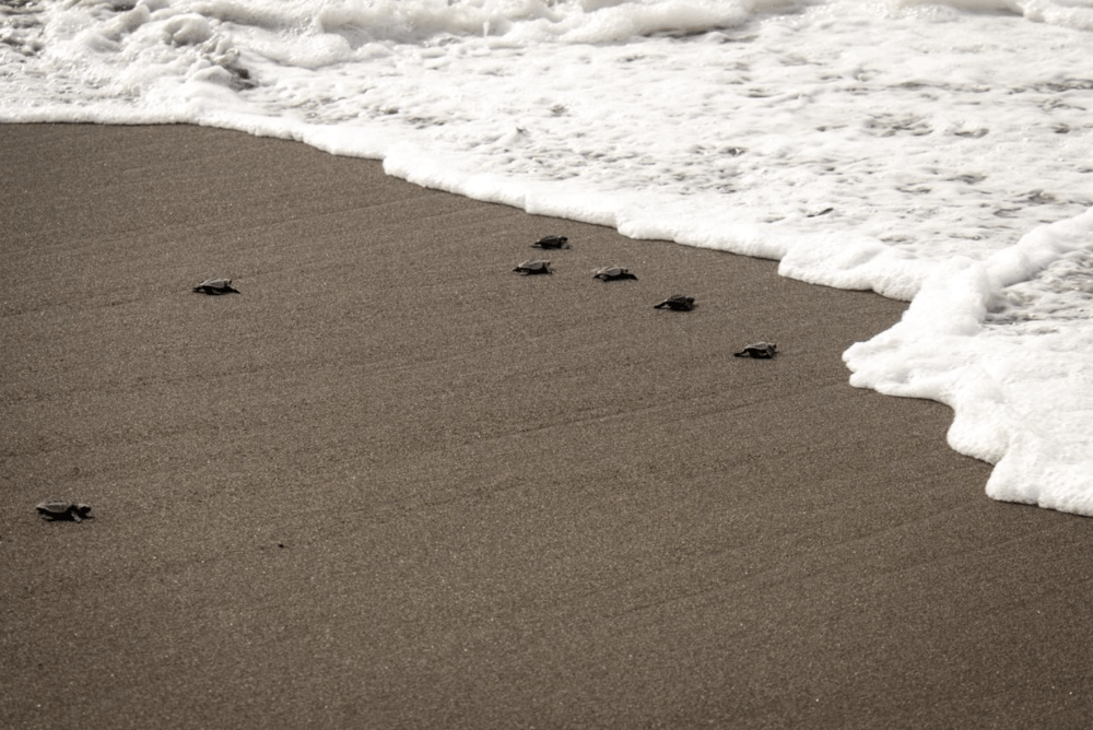 Liberación Tortugas oceana