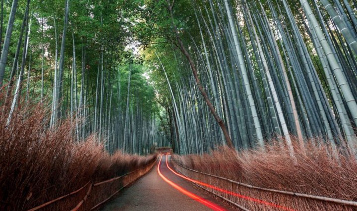Brand-Image-BambooForest_G546200473-scaled